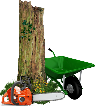 Qualified Tree Surgeons