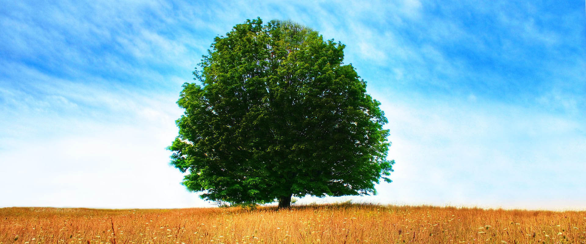 Qualified Tree Surgeons