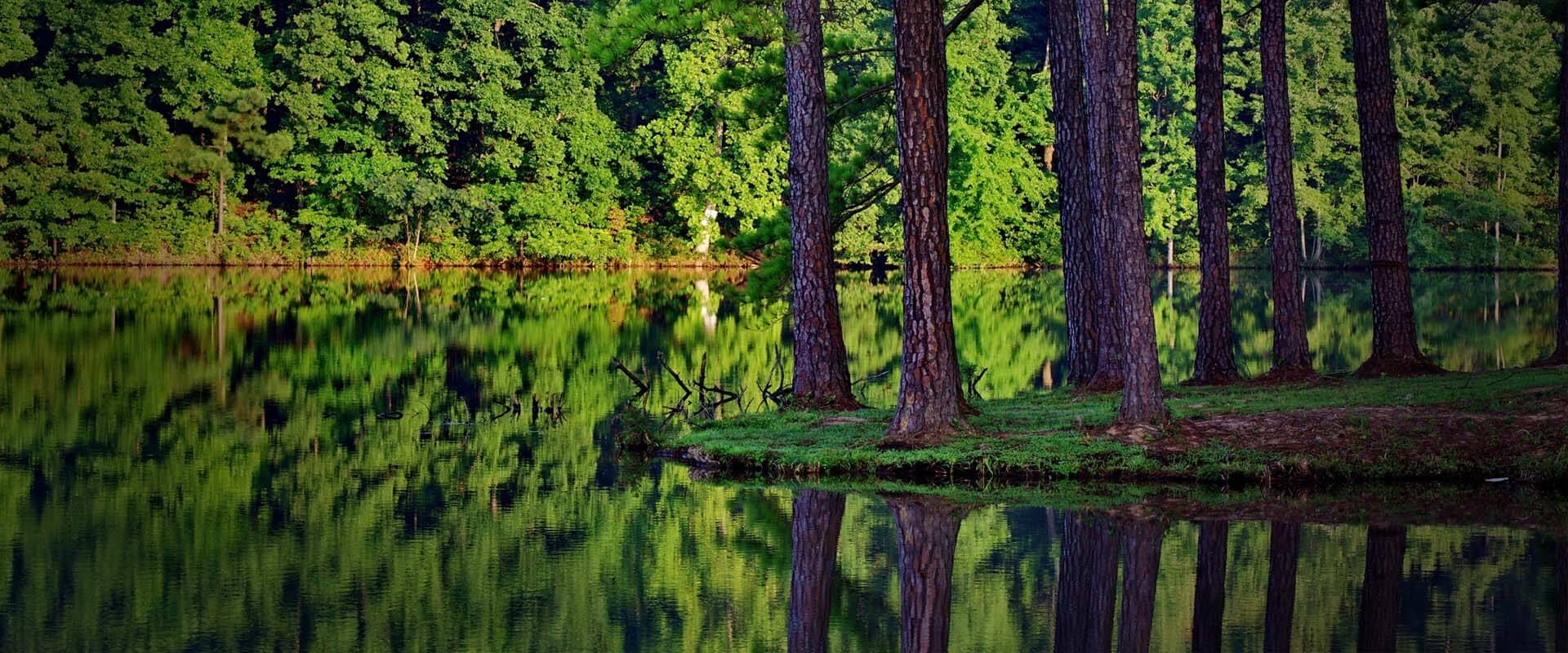 Residential, Commercial & Industrial Tree Services