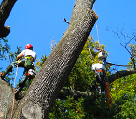 Tree Surgery Services