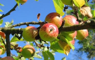 Fruit Tree Pruning in Dunstable