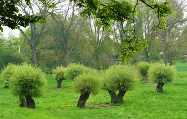 Pollarding Pruning in Wheathampstead