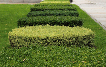 Hedge, Conifer Cutting & Pruning