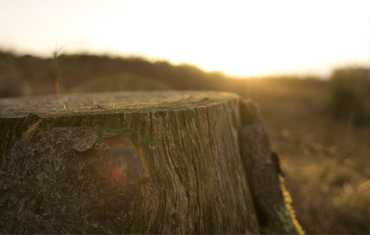 Stump Removal