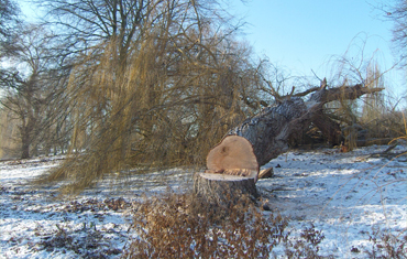 Tree Felling & Removal