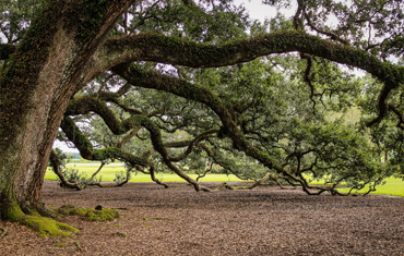 Tree Preservation Orders (T.P.O.)
