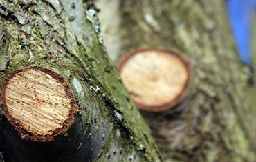 Tree Pruning, Reduction & Shaping
